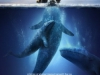 Фильм Все любят китов (Big Miracle)