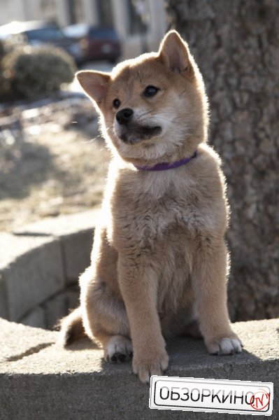 Сцена из фильма Хатико. Самый верный друг (Hachiko)