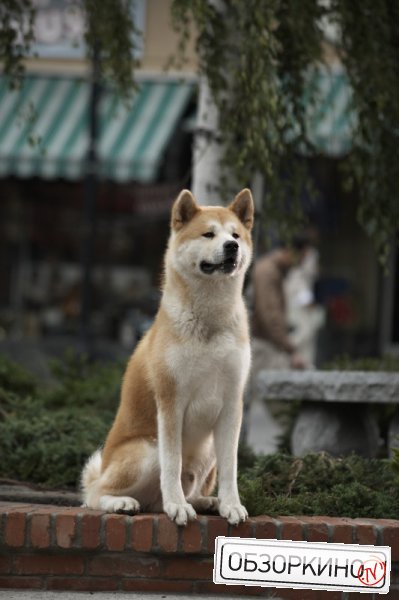 Сцена из фильма Хатико. Самый верный друг (Hachiko)