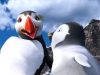 Сцена из мультфильма Делай ноги 2 (Happy Feet Two)