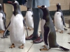 Сцена из фильма Пингвины мистера Поппера (Mr. Poppers Penguins)