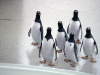 Сцена из фильма Пингвины мистера Поппера (Mr. Poppers Penguins)